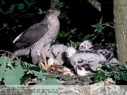 Les Oiseaux des Forêts et des Montagnes