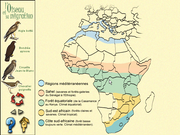 Les Oiseaux des Forêts et des Montagnes