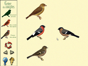 Les Oiseaux des Forêts et des Montagnes