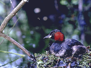 Les Oiseaux des Parcs et des Jardins