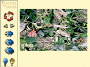 Les Oiseaux des Parcs et des Jardins