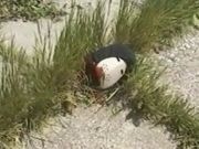 Палач. Зловещий ужас