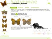 Les papallones de Collserola, pas a pas