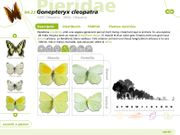 Les papallones de Collserola, pas a pas