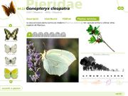 Les papallones de Collserola, pas a pas