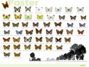 Les papallones de Collserola, pas a pas