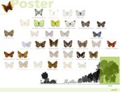 Les papallones de Collserola, pas a pas