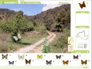 Les papallones de Collserola, pas a pas