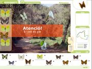 Les papallones de Collserola, pas a pas