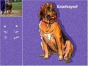 Ребятам о зверятах