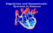 Regulation and Homeostasis: Systems in Balance