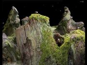 Samorost