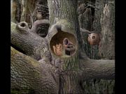Samorost