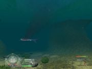 Shark! Hunting the Great White