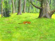 Спасти леопарда!