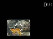 Спасти леопарда!