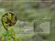 Une forêt dans la tête