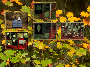 Une forêt dans la tête