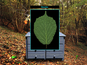 Une forêt dans la tête