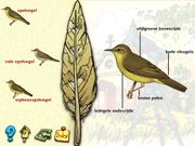De vogels in onze tuin
