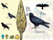 De vogels in onze tuin