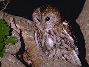 De vogels in onze tuin