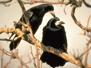 De vogels in onze tuin