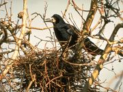 De vogels in onze tuin