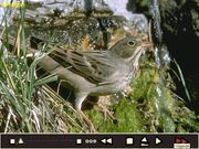 De vogels in onze tuin