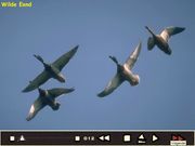 De vogels in onze tuin