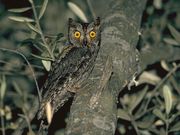 De vogels in onze tuin