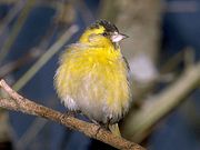 De vogels in onze tuin