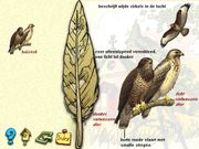 De vogels in onze tuin