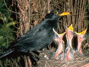 De vogels in onze tuin