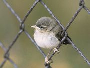 De vogels in onze tuin