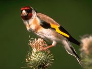 De vogels in onze tuin