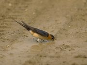 De vogels in onze tuin