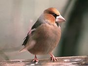 De vogels in onze tuin