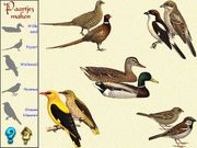 De vogels in onze tuin