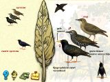 [De vogels in onze tuin - скриншот №11]