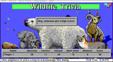 [Wildlife Trivia - скриншот №10]