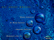 World of Whales