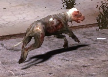 Файл:Blind dog (zaton).jpg